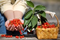 5月18日至6月16日，“櫻桃之約”邀你共赴！